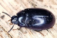 Platydema violaceum