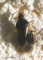 Orius minutus