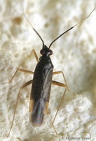 Orthonotus rufifrons