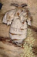 Bombyx mori - Domestic Silkmoth