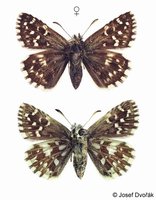 Pyrgus malvae - Grizzled Skipper