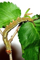 Dicranura ulmi