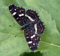 Araschnia levana levana f. prorsa - Map Butterfly