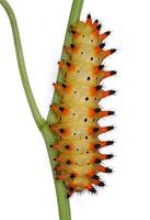Zerynthia polyxena - Southern Festoon