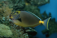 Naso lituratus, Orangespine unicornfish: fisheries, aquarium