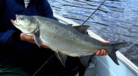 Aspius aspius, Asp: fisheries, aquaculture, gamefish