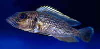 Lamprologus lemairii, :
