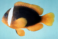 Amphiprion rubrocinctus, Red Anemonefish: aquarium