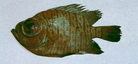 Pristigenys meyeri, : fisheries