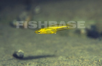 Xiphophorus pygmaeus, Pygmy swordtail: aquarium