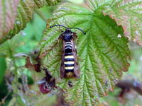 Pennisetia hylaeiformis - Raspberry Clearwing Moth