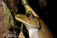 Map Tree Frog - Hyla geographica