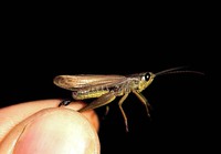 Chorthippus parallelus - Meadow Grasshopper