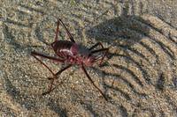 Acanthoplus longipes