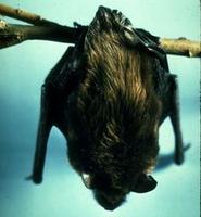 Image of: Eptesicus fuscus (big brown bat)