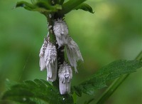 Orthezia urticae - Ensign Coccid