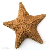 Oreaster reticulatus - cushioned star