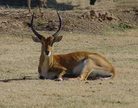 Image of: Kobus leche (lechwe)