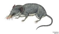 Image of: Microgale nasoloi (Nasolo's shrew tenrec)