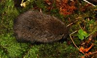 Image of: Synaptomys cooperi (southern bog lemming)