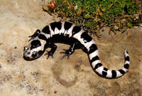 Image of: Ambystoma opacum (marbled salamander)
