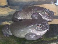 Image of: Bufo alvarius (Colorado river toad)