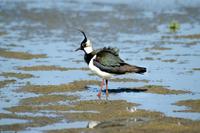 Vanellus vanellus - Lapwing