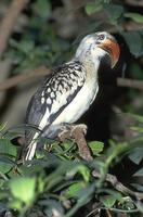 Tockus erythrorhynchus - Red-billed Hornbill