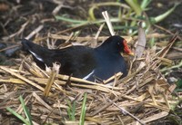 Gallinula chloropus - Common Moorhen