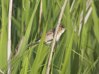 Acrocephalus scirpaceus - Eurasian Reed-Warbler