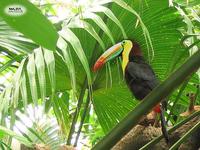 Ramphastos sulfuratus - Keel-billed Toucan