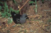Oceanodroma leucorhoa - Leach's Storm-petrel