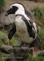 Spheniscus demersus - Jackass Penguin