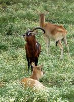 Kobus megaceros - Nile Lechwe