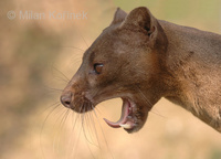 Cryptoprocta ferox - Fossa