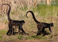 Ateles geoffroyi - Central American Spider Monkey