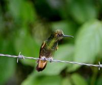 Image of: Boissonneaua flavescens (buff-tailed coronet)