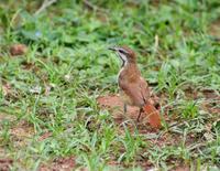 Image of: Cichladusa guttata (spotted morning-thrush)