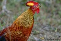 Image of: Gallus lafayettii (Ceylon junglefowl)