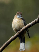 Image of: Hemixos flavala (ashy bulbul)