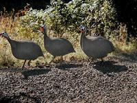 Image of: Numida meleagris (helmeted guineafowl)