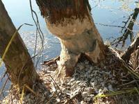 Castor fiber - Eurasian Beaver