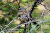 Image of: Prunella immaculata (maroon-backed accentor)