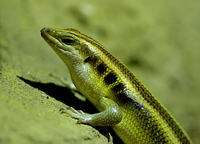 Trachylepis margaritifera