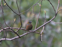 Gold-naped Finch - Pyrrhoplectes epauletta