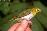 Ashy-bellied White-eye - Zosterops citrinella