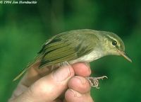 Lemon-throated Leaf Warbler - Phylloscopus cebuensis