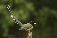 Yellow-billed Blue Magpie - Urocissa flavirostris