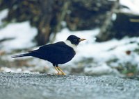 White-collared Blackbird - Turdus albocinctus