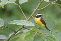 Rusty-margined Flycatcher (Myiozetetes cayanensis) photo